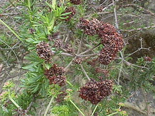 Buckwheat seed pods